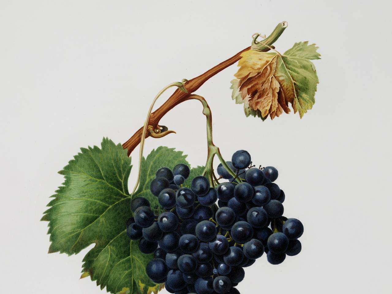 Watercolor drawing of purple grapes on a vine.