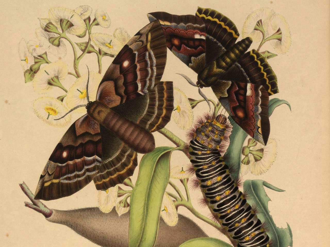 Instructional illustration of the lifecycle of moths.